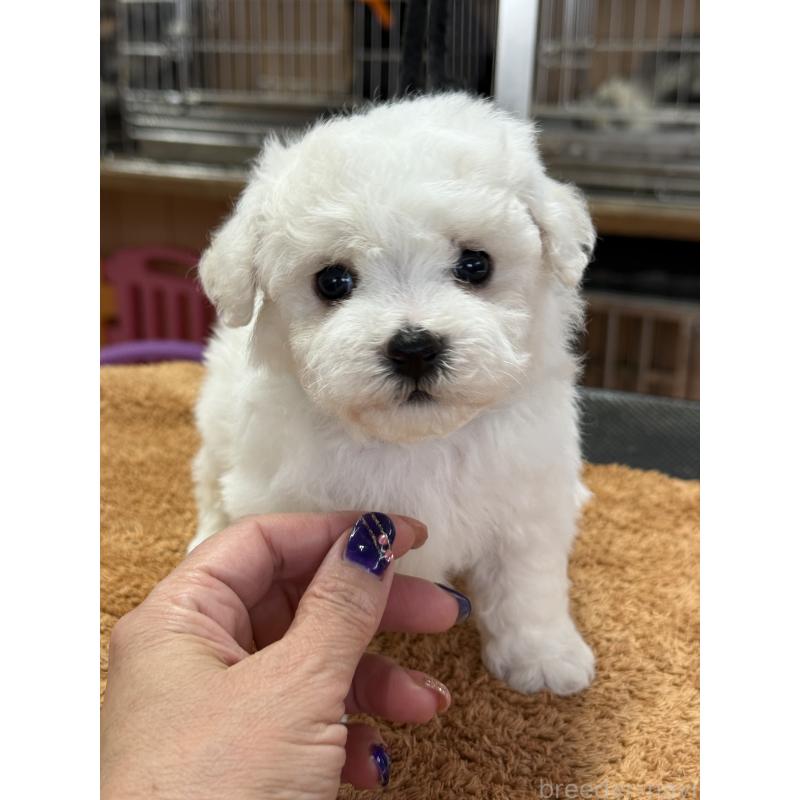 販売中の栃木県のビションフリーゼ-423679の6枚目