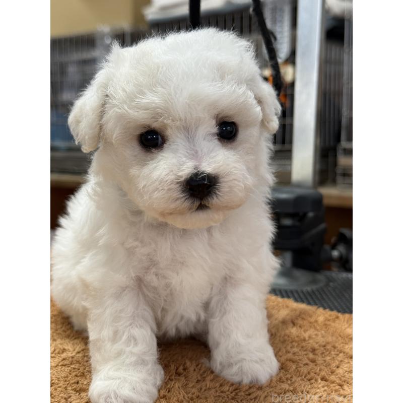 販売中の栃木県のビションフリーゼ-423679の5枚目