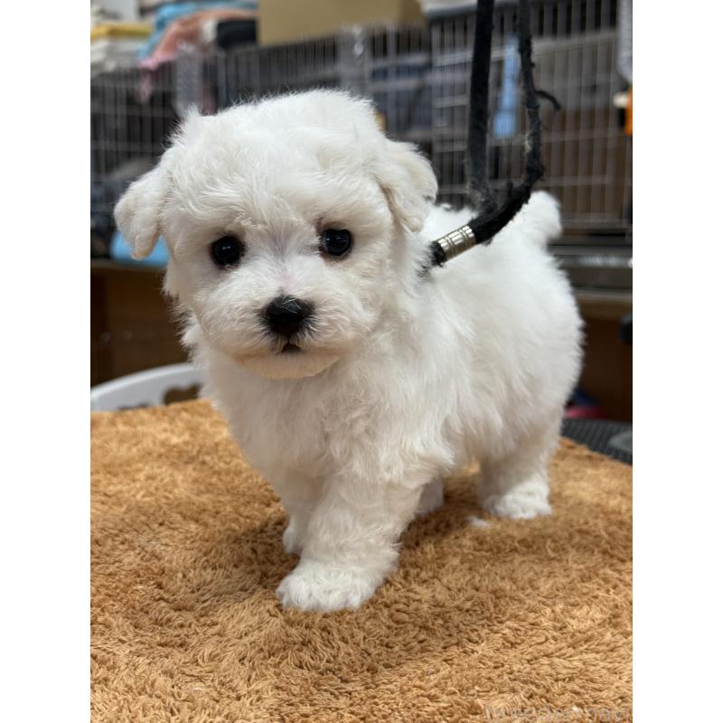 販売中の栃木県のビションフリーゼ-423679の4枚目