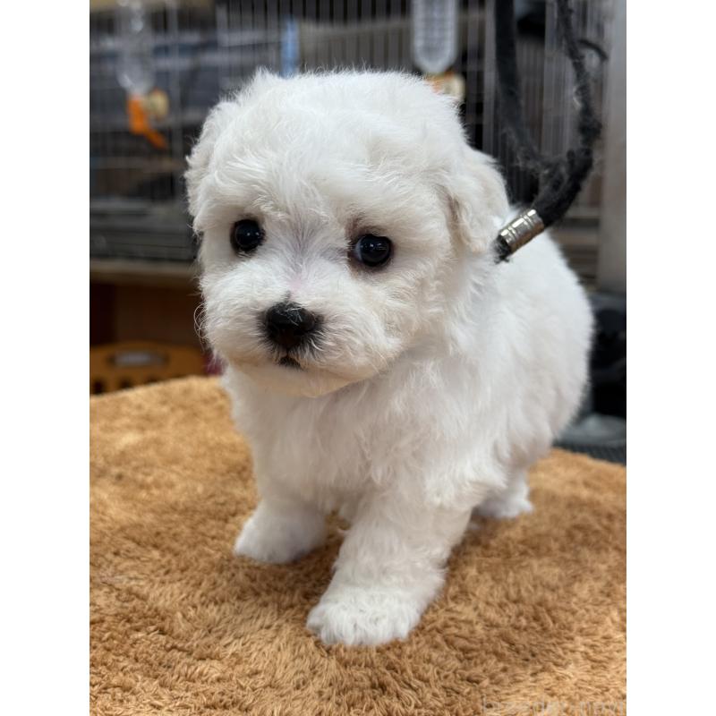 販売中の栃木県のビションフリーゼ-423679の3枚目