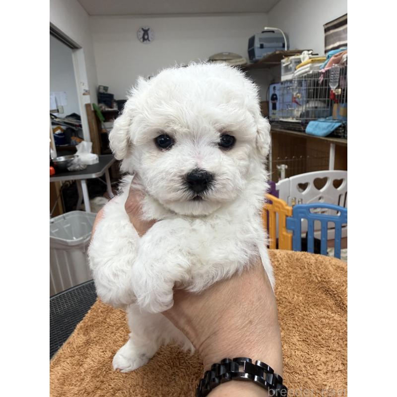 販売中の栃木県のビションフリーゼ-423679の2枚目