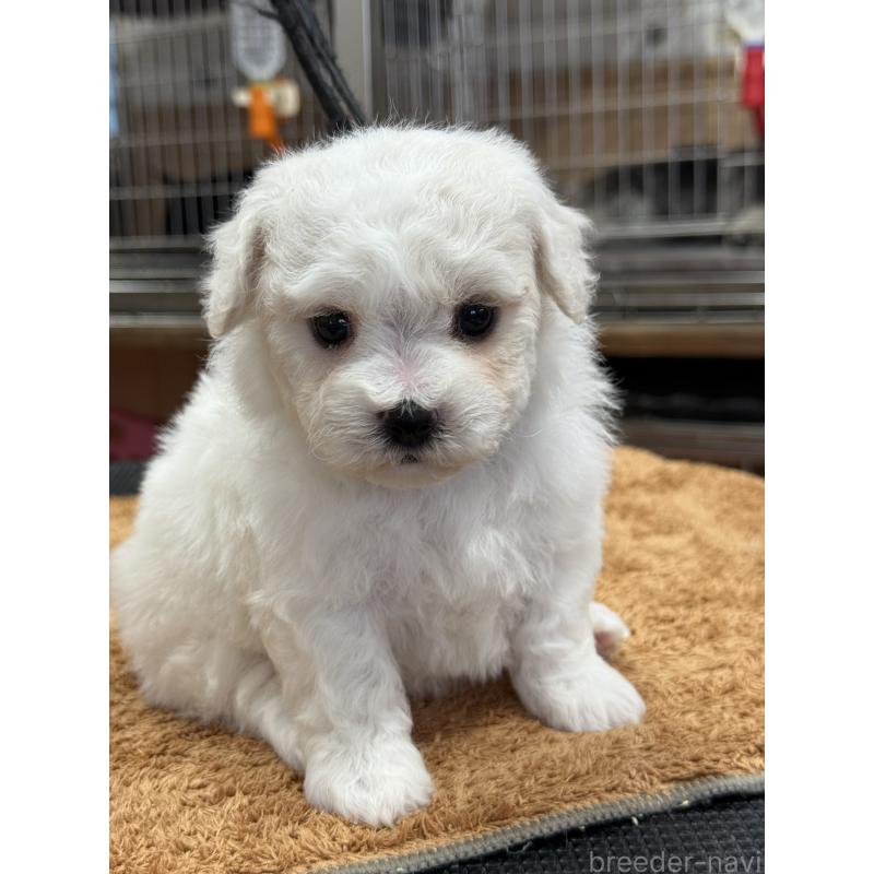 販売中の栃木県のビションフリーゼ-423680の9枚目