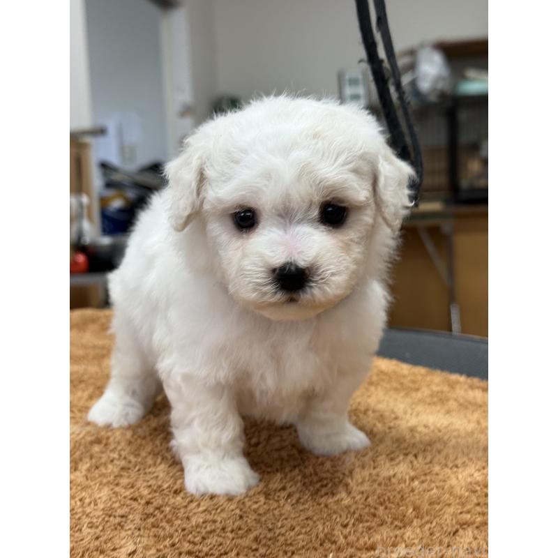 販売中の栃木県のビションフリーゼ-423680の8枚目