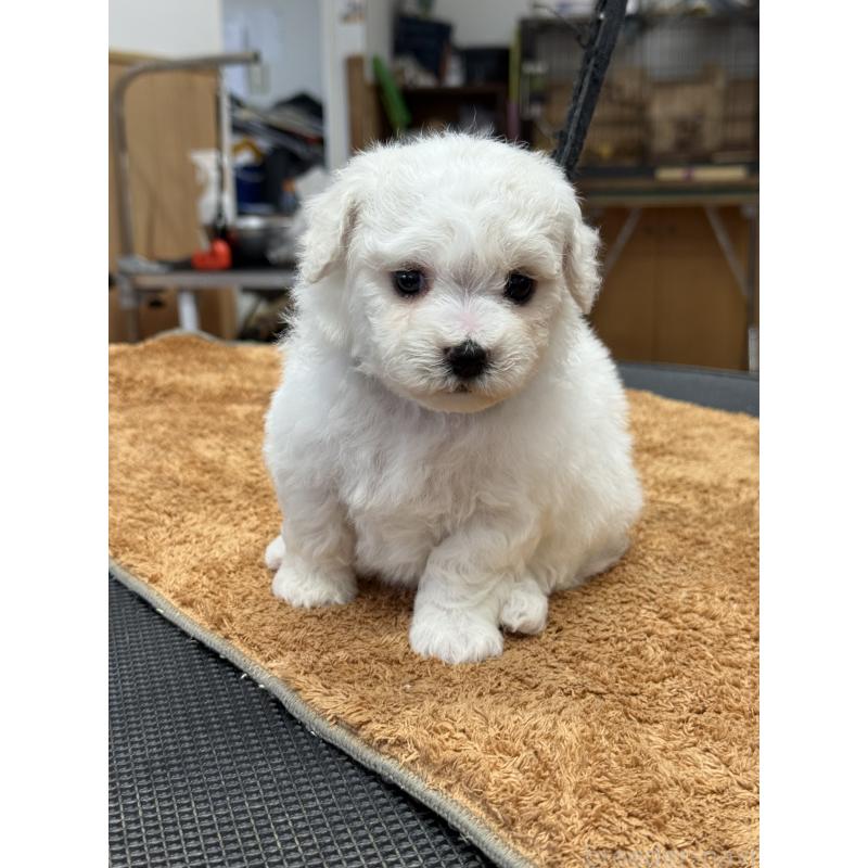 販売中の栃木県のビションフリーゼ-423680の7枚目