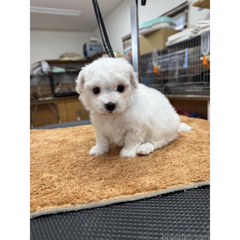 販売中の栃木県のビションフリーゼ-423680の6枚目