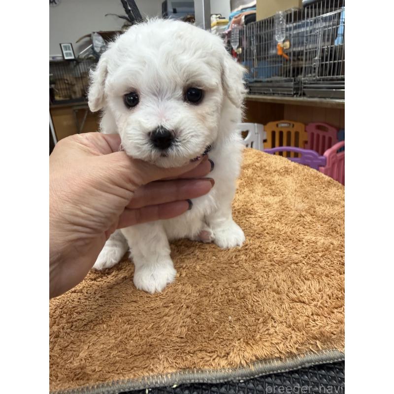 販売中の栃木県のビションフリーゼ-423680の5枚目