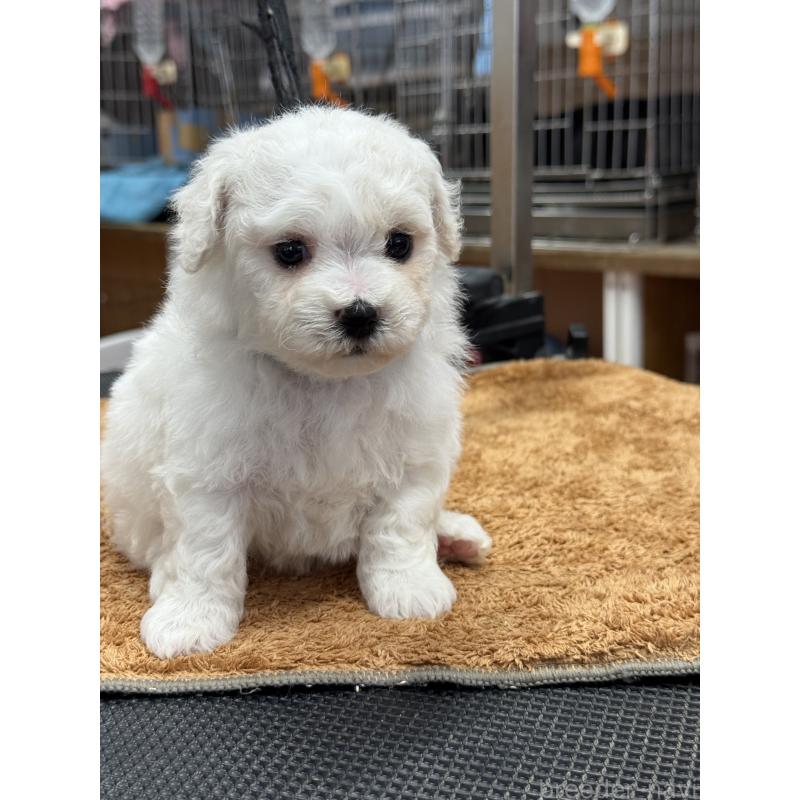 販売中の栃木県のビションフリーゼ-423680の4枚目