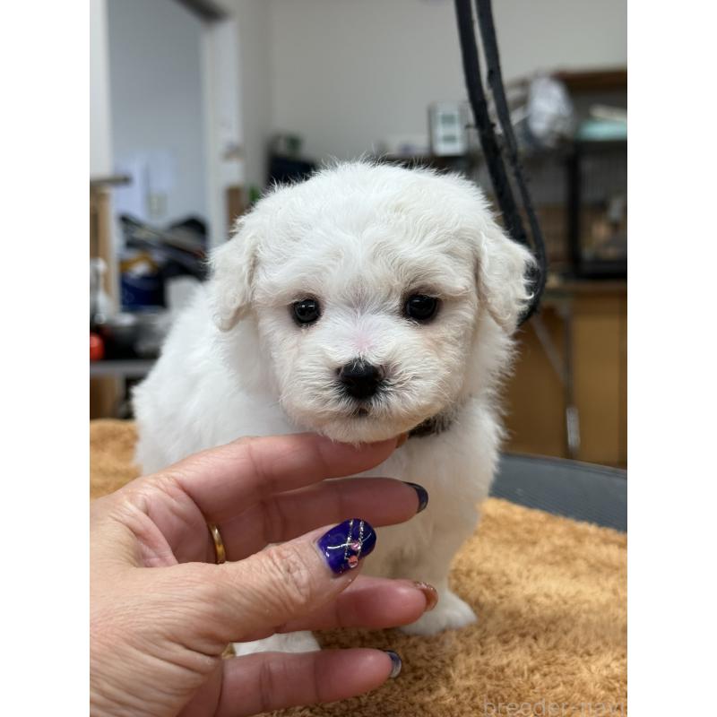 販売中の栃木県のビションフリーゼ-423680の3枚目