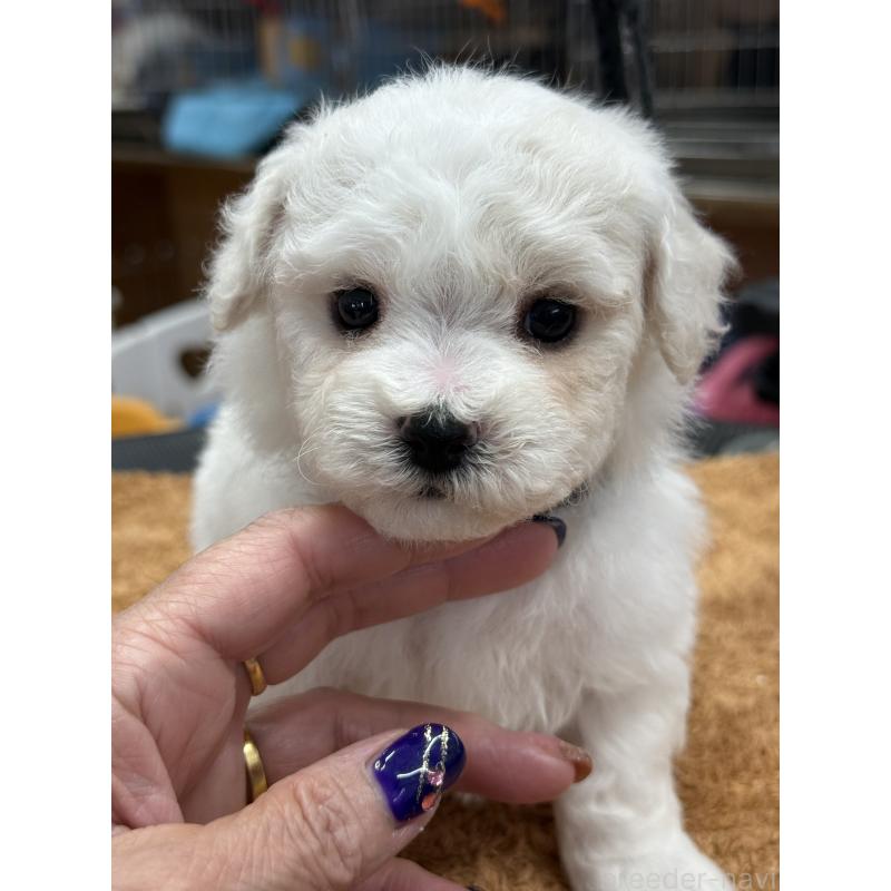 販売中の栃木県のビションフリーゼ-423680の2枚目