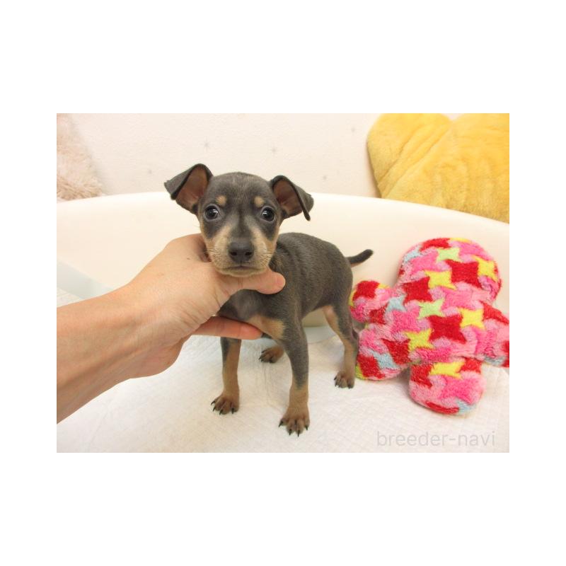 販売中の大阪府のミニチュアピンシャー(ミニピン)-423681