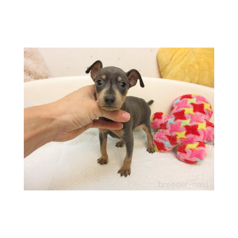 販売中の大阪府のミニチュアピンシャー(ミニピン)-423681の2枚目