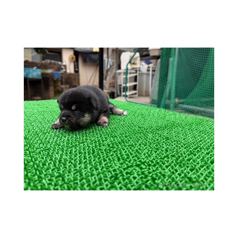 販売中の岐阜県の豆柴-423683の4枚目