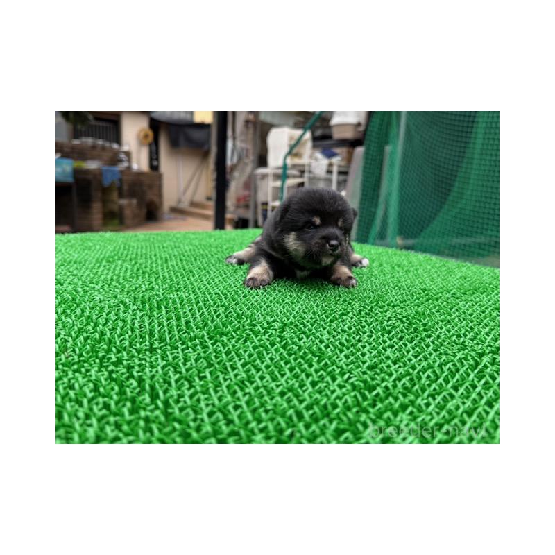 販売中の岐阜県の豆柴-423683の3枚目