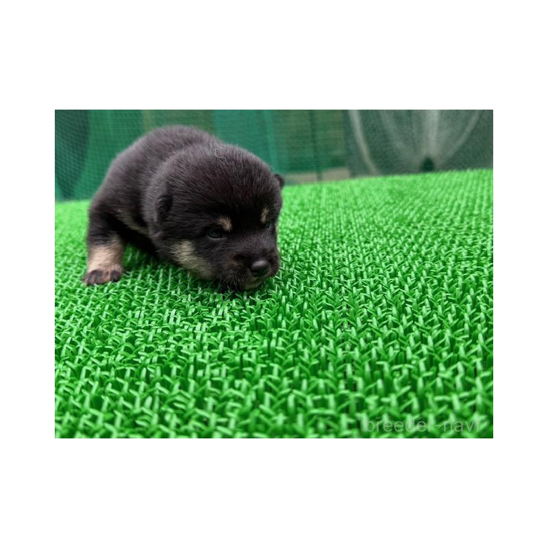 販売中の岐阜県の豆柴-423683の2枚目