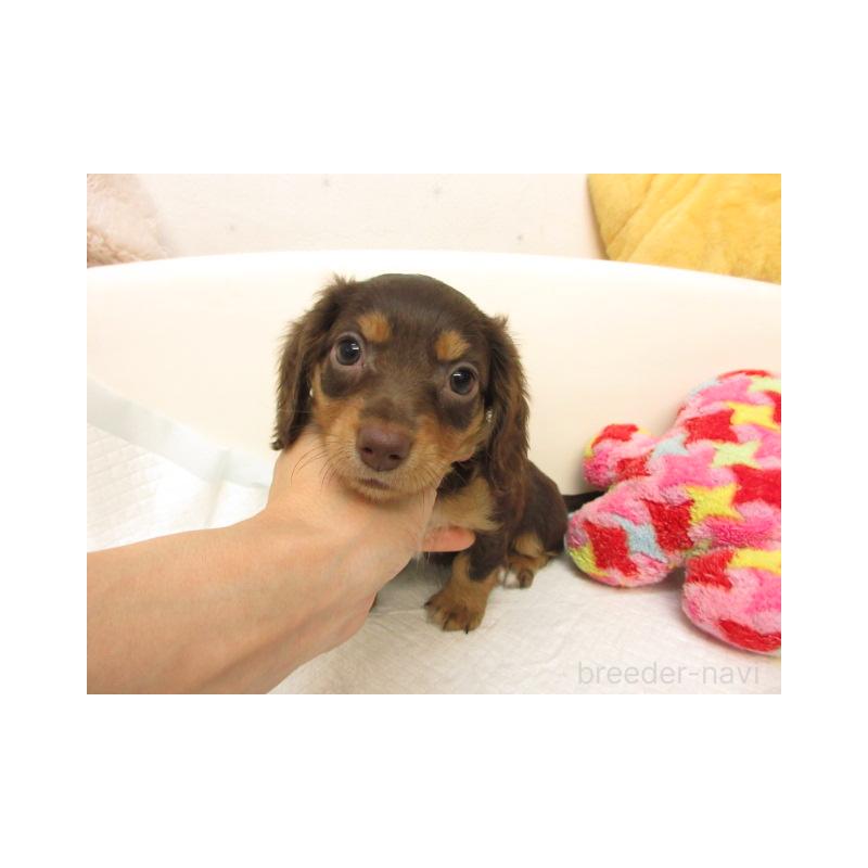 販売中の大阪府のミニチュアダックスフンド(ロングヘアード)-423684の1枚目