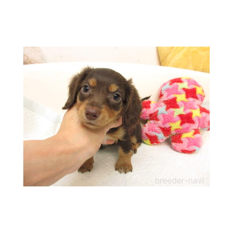 販売中の大阪府のミニチュアダックスフンド(ロングヘアード)-423684の2枚目