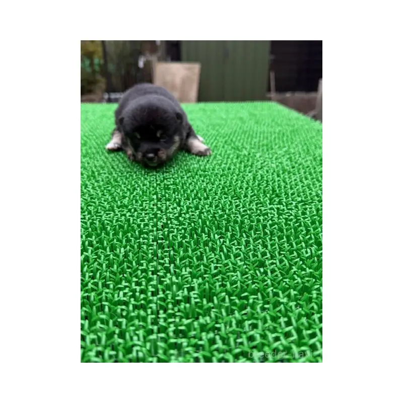 販売中の岐阜県の豆柴-423685の4枚目