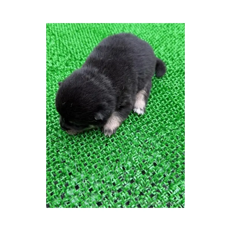 販売中の岐阜県の豆柴-423685の3枚目