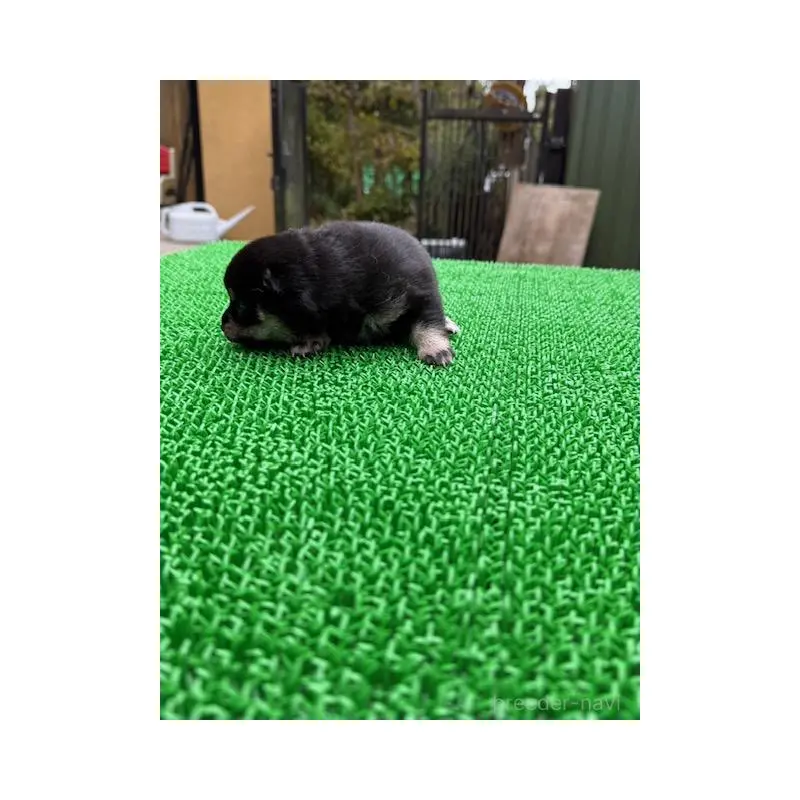 販売中の岐阜県の豆柴-423685の2枚目