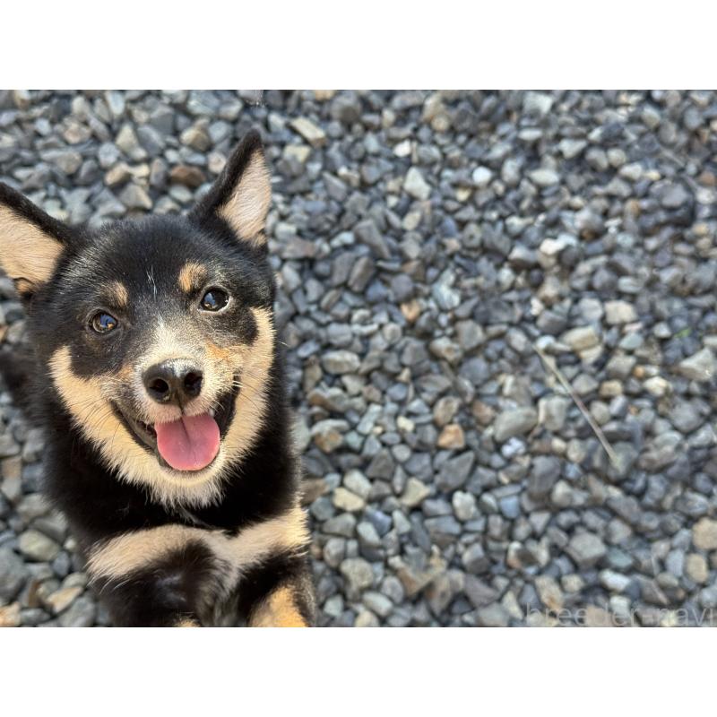 販売中の岡山県の豆柴-391627の2枚目