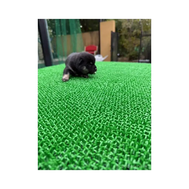 販売中の岐阜県の豆柴-423697の3枚目