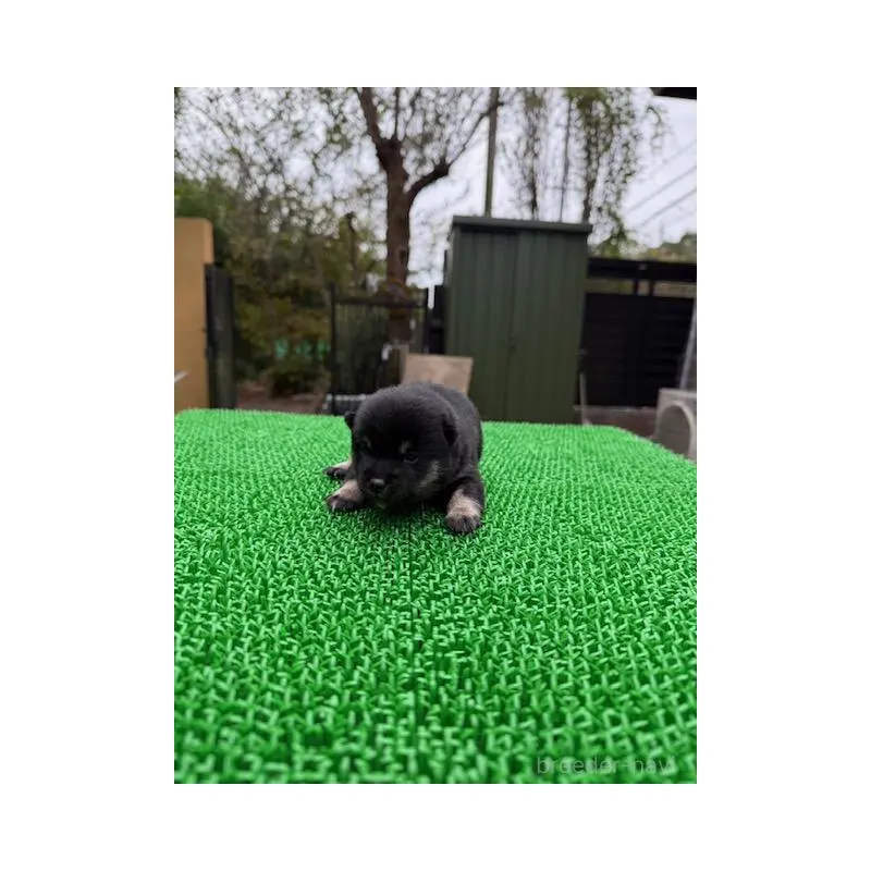 販売中の岐阜県の豆柴-423697の2枚目