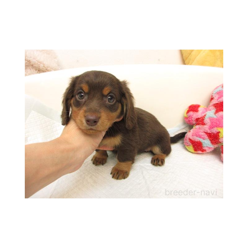 販売中の大阪府のミニチュアダックスフンド(ロングヘアード)-423693