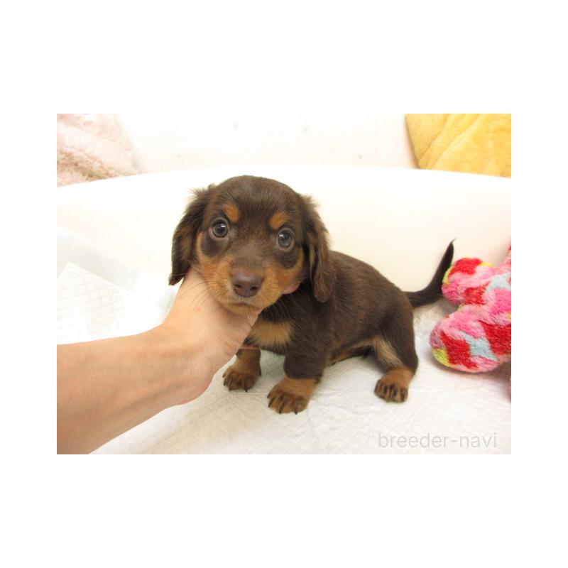 販売中の大阪府のミニチュアダックスフンド(ロングヘアード)-423693の2枚目