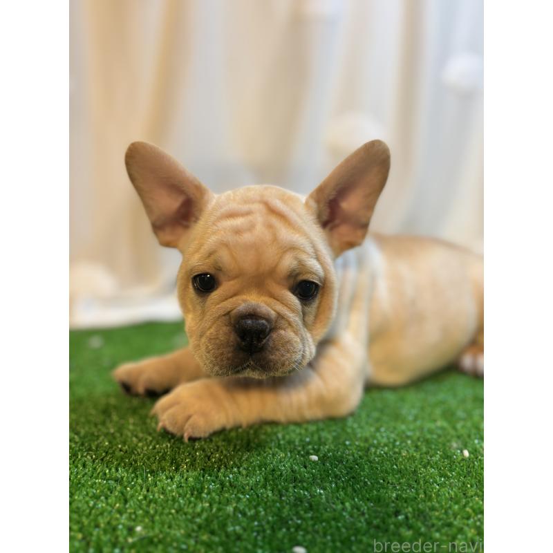 販売中の大阪府のフレンチブルドッグ-419673の7枚目