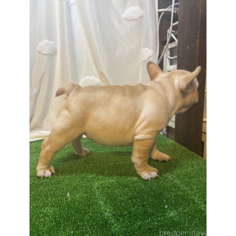 販売中の大阪府のフレンチブルドッグ-419673の6枚目