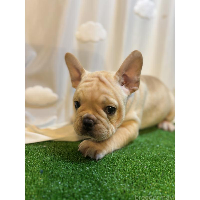 販売中の大阪府のフレンチブルドッグ-419673の5枚目