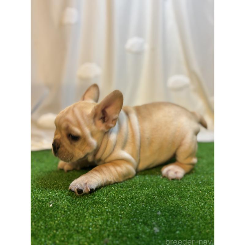 販売中の大阪府のフレンチブルドッグ-419673の4枚目