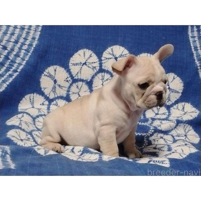 販売中の佐賀県のフレンチブルドッグ-423742の3枚目