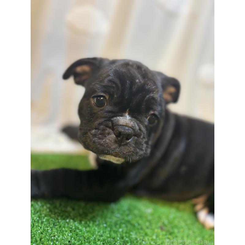 販売中の大阪府のフレンチブルドッグ-419679