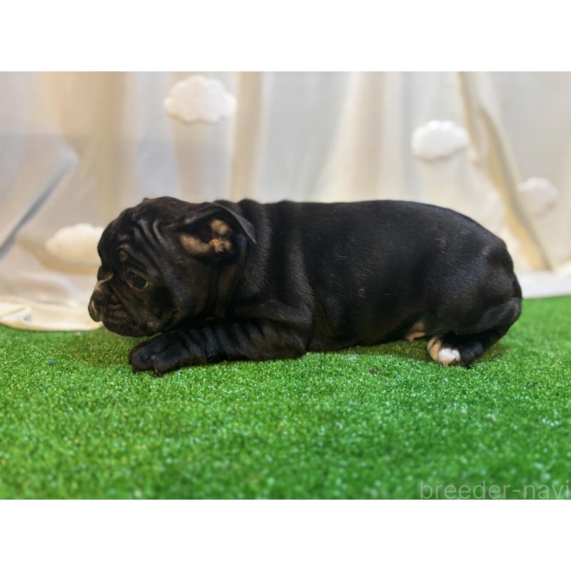 成約済の大阪府のフレンチブルドッグ-419679の3枚目