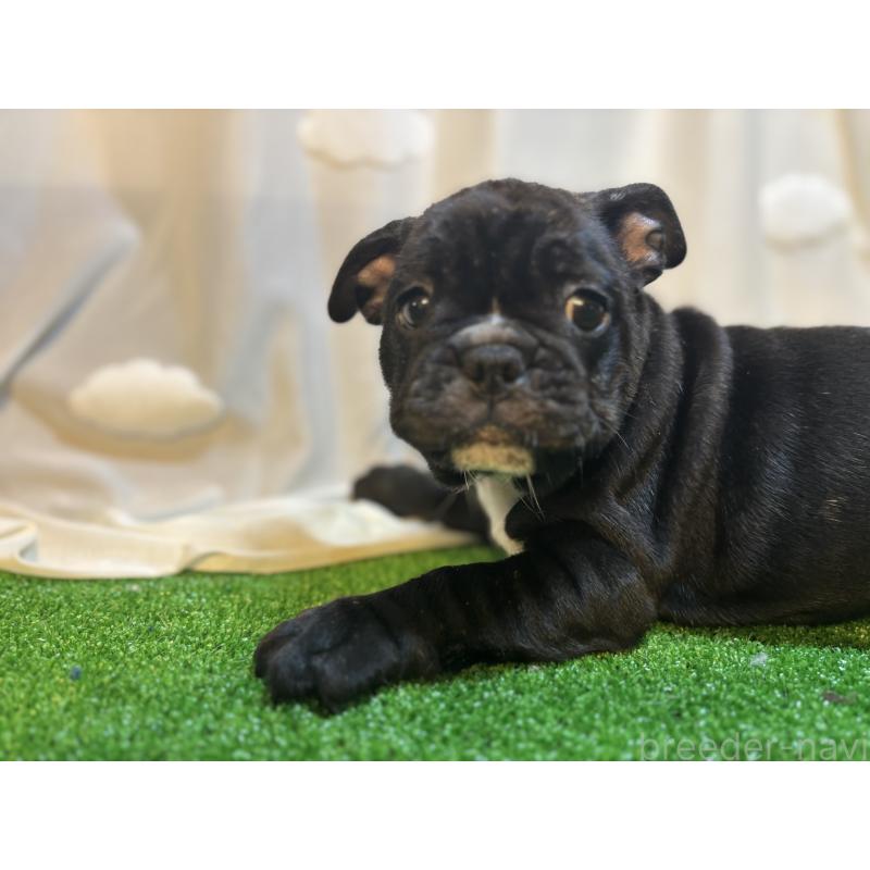 成約済の大阪府のフレンチブルドッグ-419679の2枚目