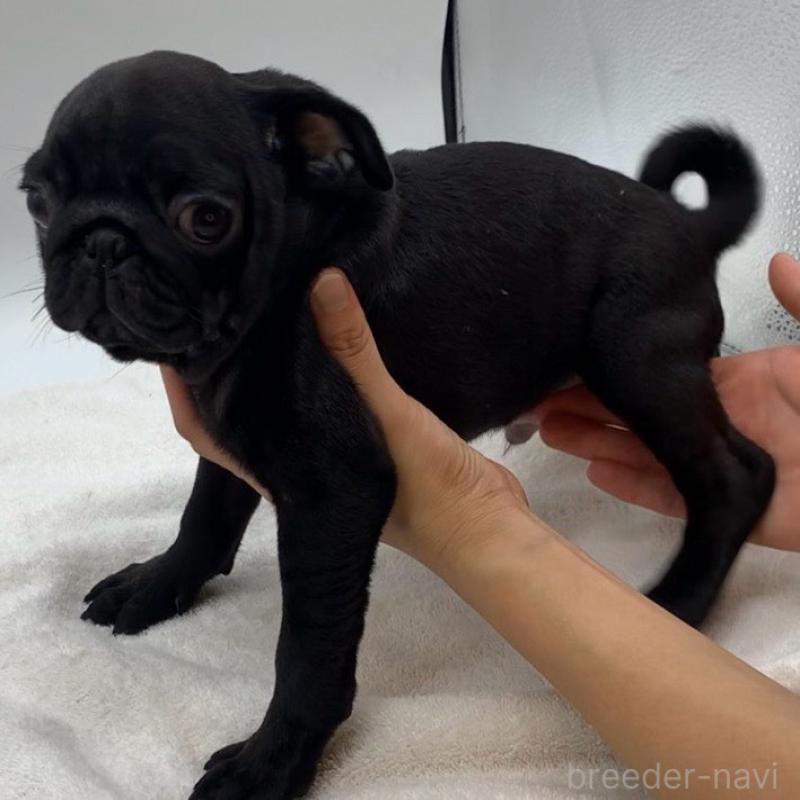 販売中の静岡県のパグ-423698の4枚目