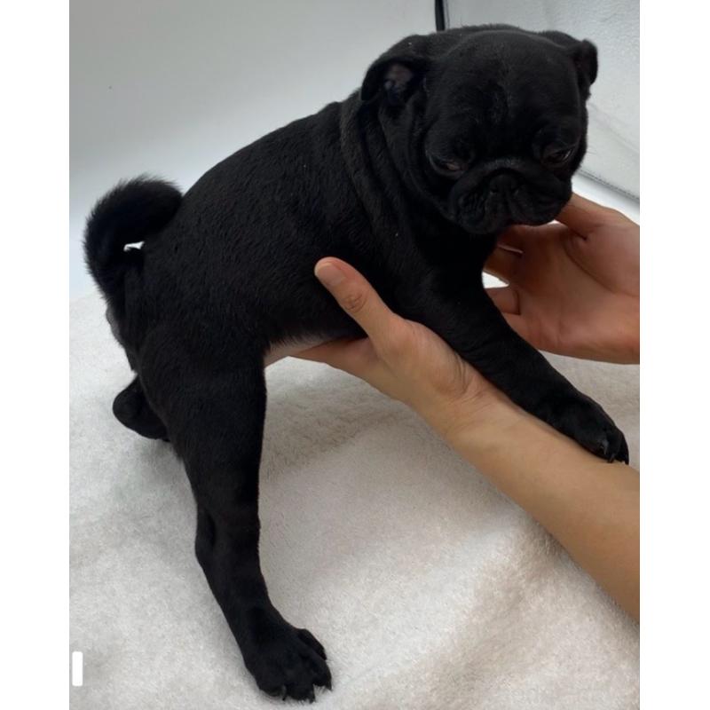 販売中の静岡県のパグ-423698の3枚目