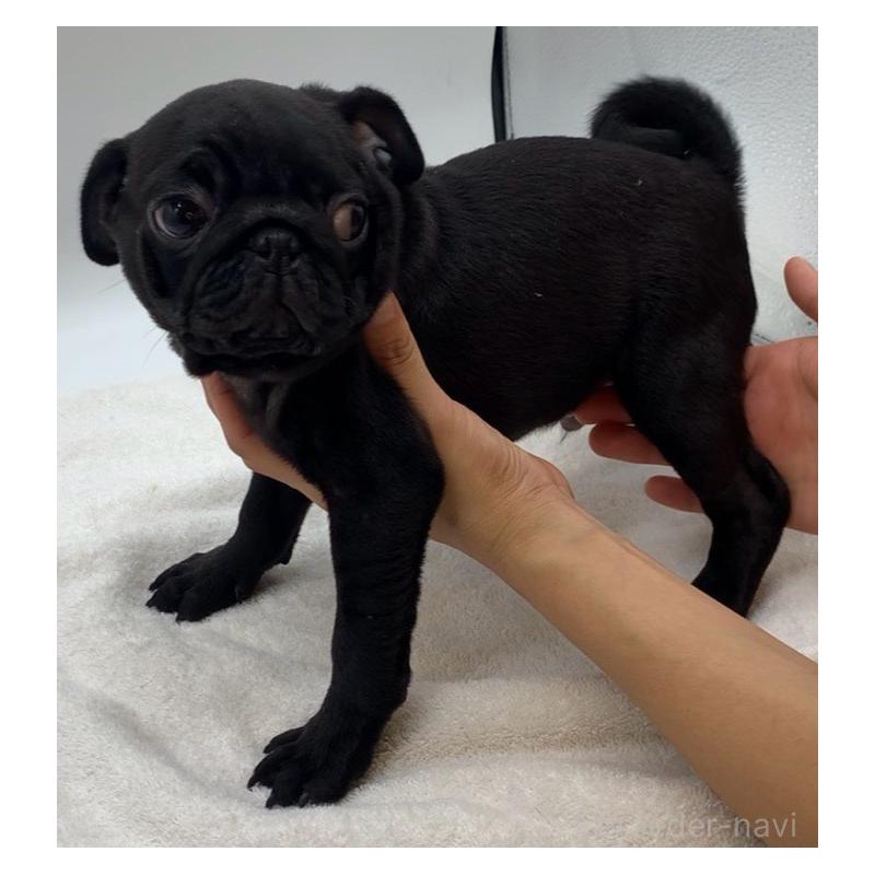 販売中の静岡県のパグ-423698の2枚目