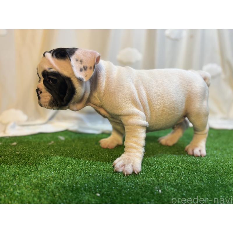 成約済の大阪府のフレンチブルドッグ-419678の3枚目