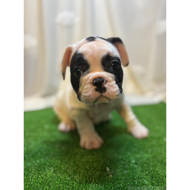 成約済の大阪府のフレンチブルドッグ-419678の2枚目