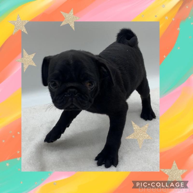 販売中の静岡県のパグ-423700の1枚目