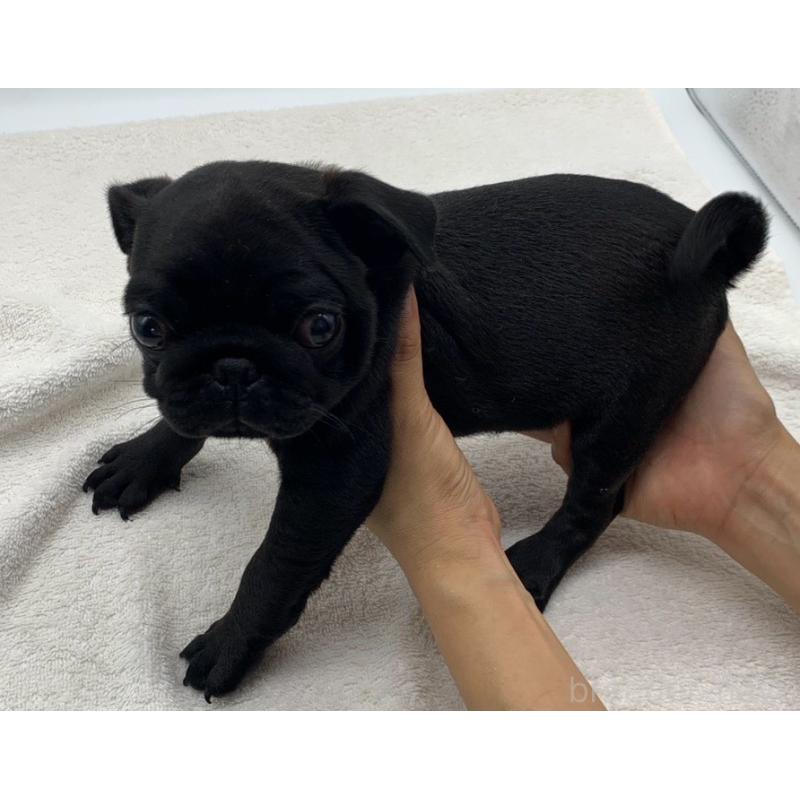 販売中の静岡県のパグ-423700の4枚目