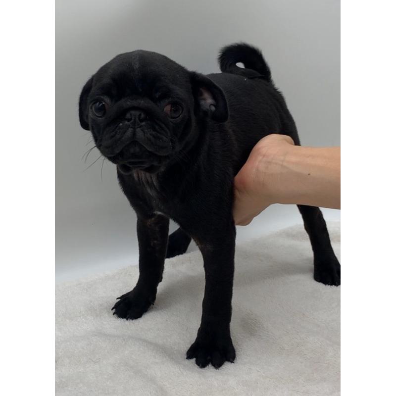 販売中の静岡県のパグ-423700の3枚目