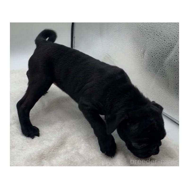 販売中の静岡県のパグ-423700の2枚目