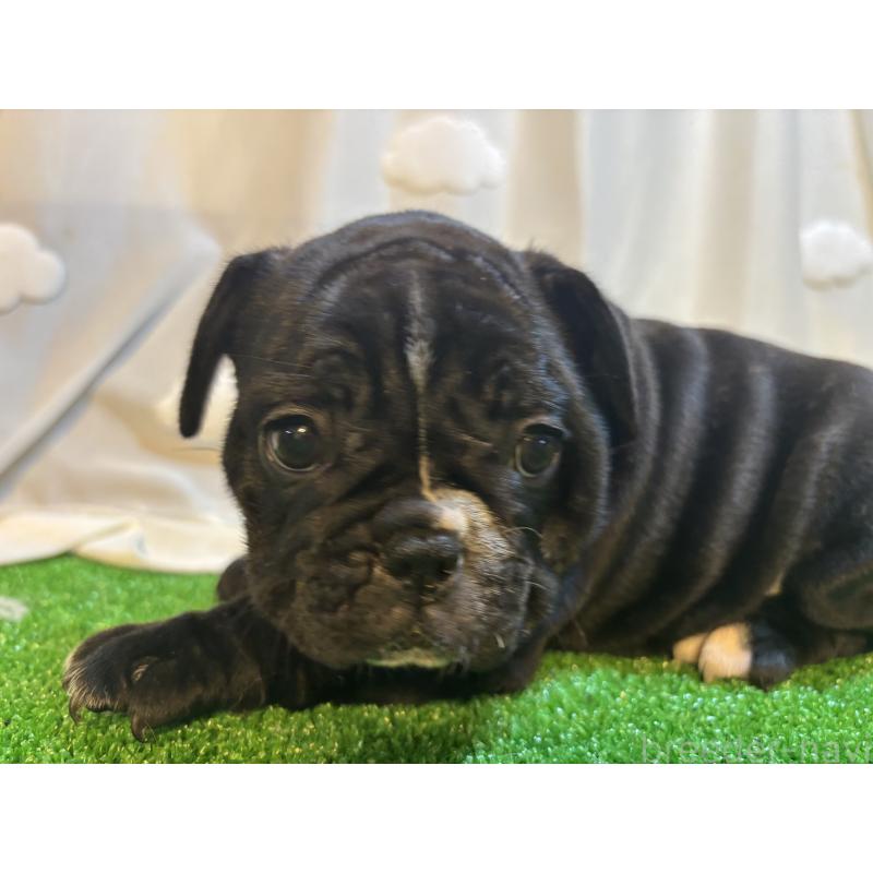 販売中の大阪府のフレンチブルドッグ-419676