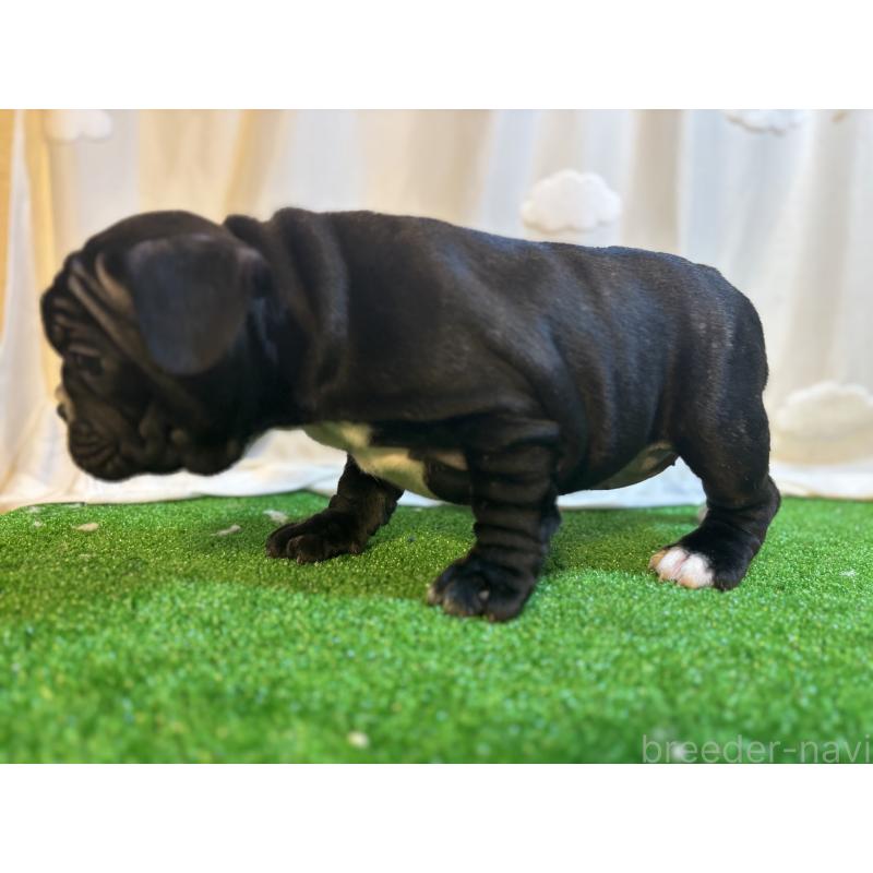 販売中の大阪府のフレンチブルドッグ-419676の5枚目