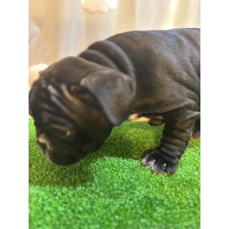 販売中の大阪府のフレンチブルドッグ-419676の4枚目