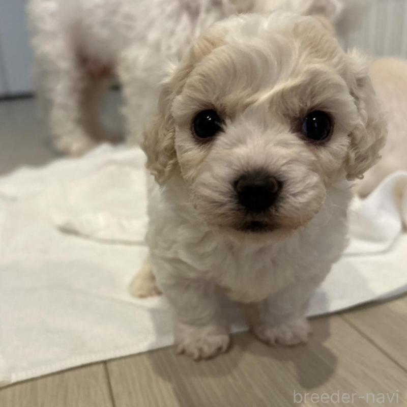 販売中の岐阜県のビションフリーゼ-423701