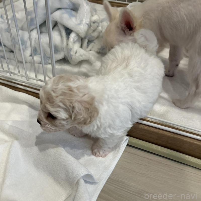 販売中の岐阜県のビションフリーゼ-423701の6枚目